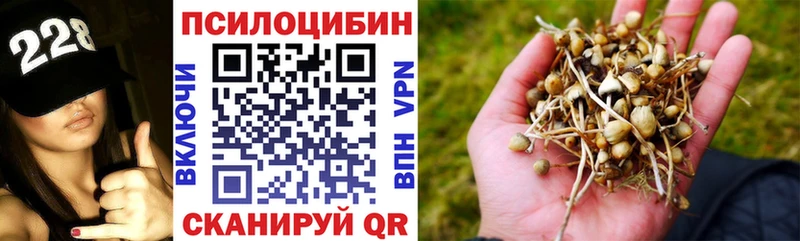 купить наркотик  Пятигорск  Псилоцибиновые грибы Cubensis 
